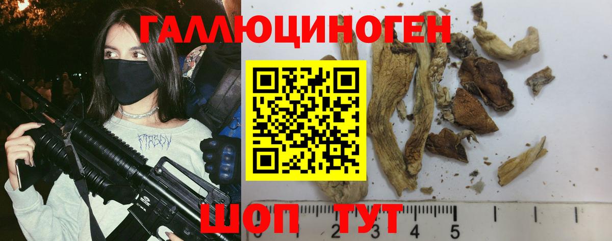 Псилоцибиновые грибы Psilocybe Сальск